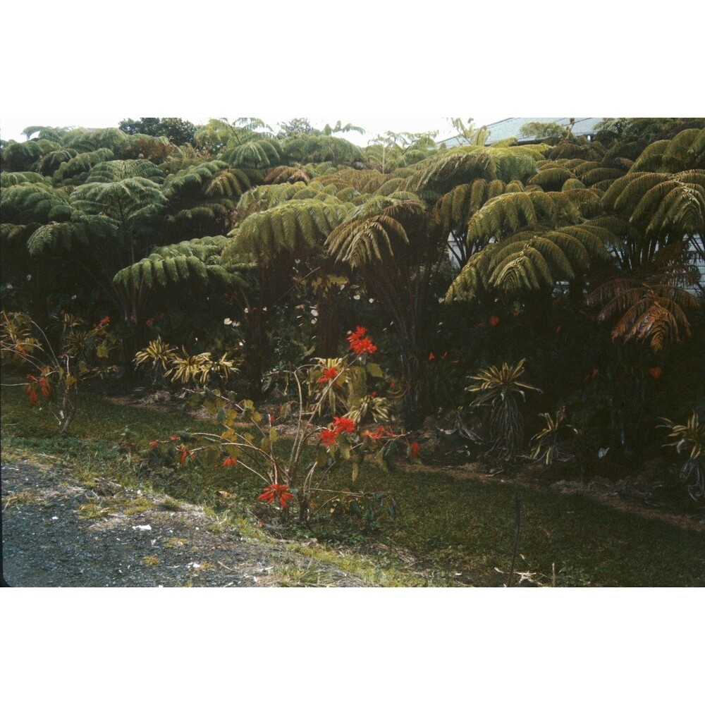 1960s Kodak 35mm Slide Hawaii Travels, Fern Forest Near Cave #7